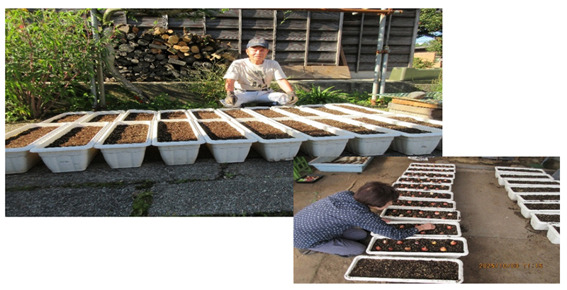 播種作業の様子