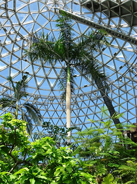 ①ダイオウヤシ