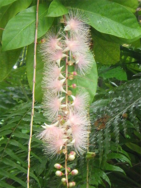 ⑥-2 サガリバナ