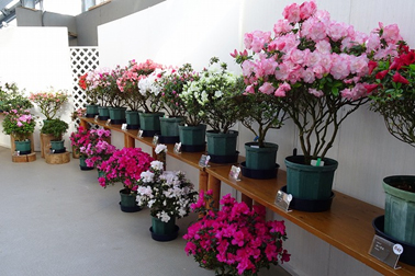 ⑤ナショナルコレクションの展示