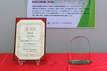 ④ナショナルコレクションの認定証と盾