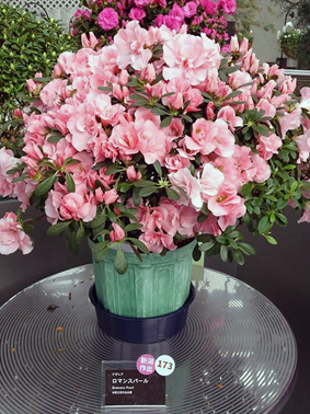 ロマンスパール