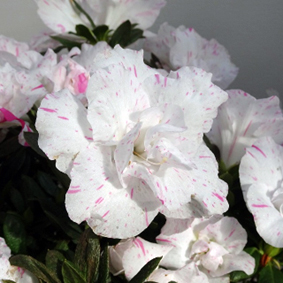 スノーシャイン