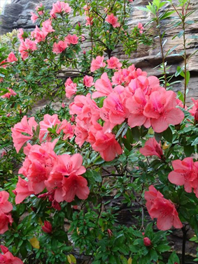 ⑩ケラマツツジ（慶良間躑躅）