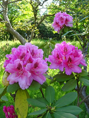 ②西洋シャクナゲ