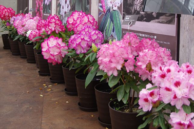 ④新潟県内で作出された西洋シャクナゲ品種