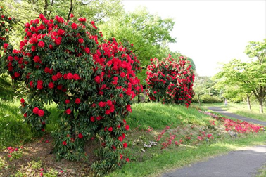 ⑥シャクナゲ園（西洋シャクナゲとクルメツツジ）