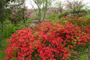 ⑦ツツジ園（ヤマツツジ）
