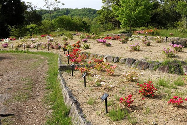 ⑧ツツジ品種見本園（ウイルソン50）