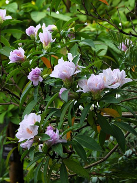 ⑨セイシカ（聖紫花）