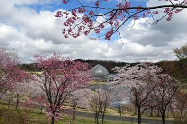 ①さくらの山から熱帯植物ドームを望む
