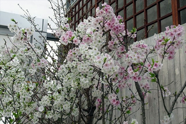 ⑫結桜（ゆいざくら）