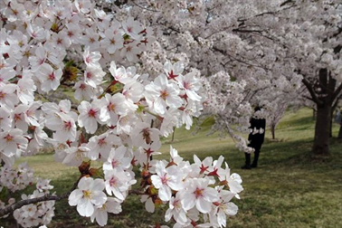 ⑧ソメイヨシノ（染井吉野）