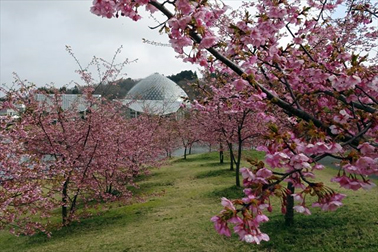 ⑨カワヅザクラ（河津桜）