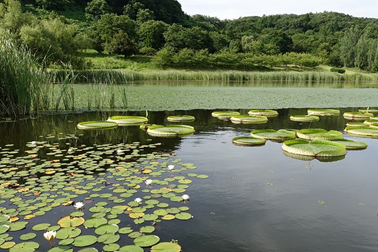 ①園内の水辺の風景