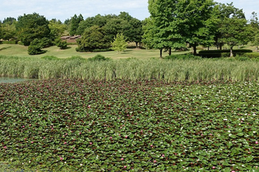 ⑩池の表面を埋め尽くすスイレン