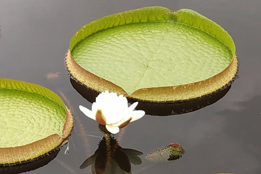 ⑪パラグアイオニバスの開花