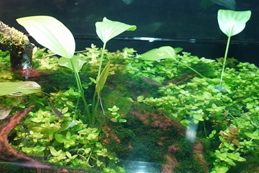 ②抽水植物（水中庭園の抽水植物水槽）