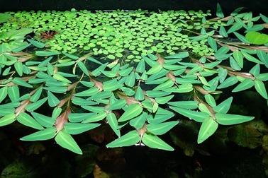 ⑤浮葉植物（水中庭園の浮葉・浮遊植物水槽）