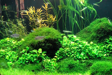 ⑤沈水植物（水中庭園の沈水植物水槽）