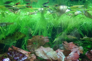 ⑥浮遊植物（水中庭園の浮葉・浮遊植物水槽）