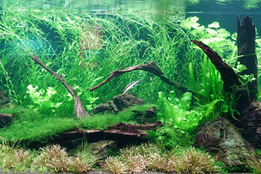 ⑧日本(新潟県)生態水槽（一部）