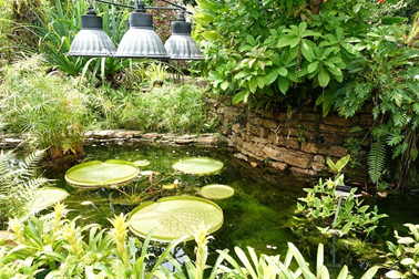 ⑨熱帯植物ドームの池